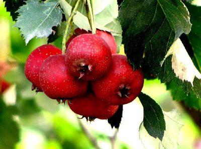 ������ �����ֺ�ɫˮ������ůθ